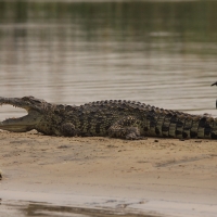 Krokodyl nilowy i czajka szponiasta.