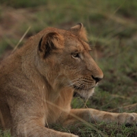 Lwy występują w parku od kilku lat.