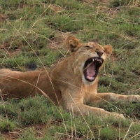 Lwy nie zwracają na samochody żadnej uwagi.