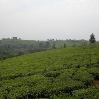 Plantacja herbaty