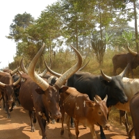 Wielkorogie bydło nie miało ochoty zejść z drogi.