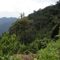 Bwindi Impenetrable Forest