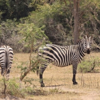 Zebry w Parku Mburo.