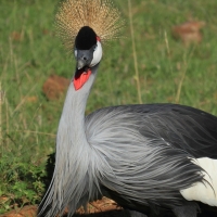 Koronnik szary - Balearica regulorum - Grey Crowned Crane