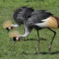 Koronnik szary - Balearica regulorum - Grey Crowned Crane