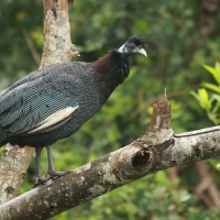 Perlica czubata - Guttera pucherani - Kenya Guineafowl