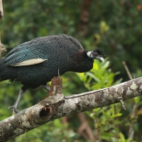Perlica czubata - Guttera pucherani - Kenya Guineafowl