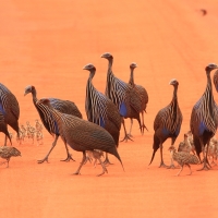 Perlica sępa - Acryllium vulturinum - Vulturine Guineafowl