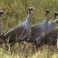 Perlica sępa - Acryllium vulturinum - Vulturine Guineafowl