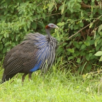 Perlica sępa - Acryllium vulturinum - Vulturine Guineafowl