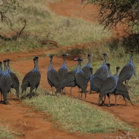Perlica sępia - Acryllium vulturinum - Vulturine Guineafowl