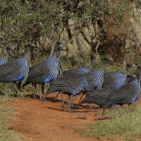 Perlica sępa - Acryllium vulturinum - Vulturine Guineafowl