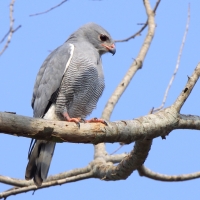 Jaszczurkołap - Kaupifalco monogrammicus - Lizard Buzzard