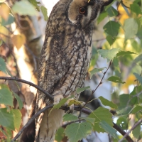 Uszatka - Asio otus - Long-eared Owl