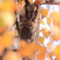 Uszatka - Asio otus - Long-eared Owl