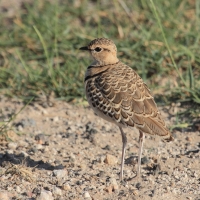 Nocobieg dwuobrożny - Rhinoptilus africanus -  Double-banded Course