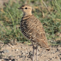 Nocobieg dwuobrożny - Rhinoptilus africanus -  Double-banded Course