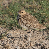 Nocobieg dwuobrożny - Rhinoptilus africanus -  Double-banded Course