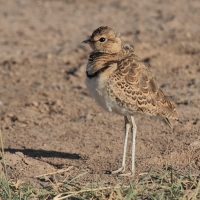 Nocobieg dwuobrożny - Rhinoptilus africanus -  Double-banded Course
