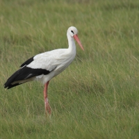 Bocian biały - Ciconia ciconia - White Stork