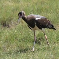 Bocian białobrzuchy - Ciconia abdimii - Abdim's Stork