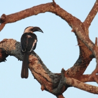 Toko czarnoskrzydły - Tockus deckeni - Von der Decken's Hornbill