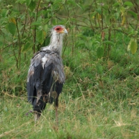 Sekretarz - Sagittarius serpentarius - Secretary-bird