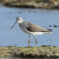 Kwokacz - Tringa nebularia - Common Greenshank