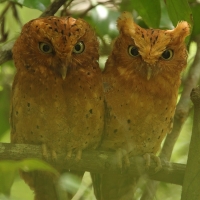 Syczek brunatny - Otus ireneae - Sokoke Scops Owl