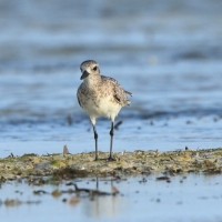 Siewnica - Pluvialis squatarola - Grey Plover