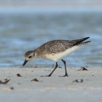 Siewnica - Pluvialis squatarola - Grey Plover