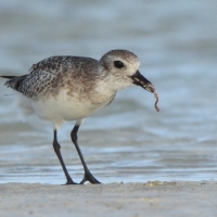 Siewnica - Pluvialis squatarola - Grey Plover