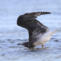 Mewa przydymiona - Ichthyaetus hemprichii - Sooty Gull