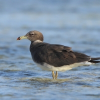 Mewa przydymiona - Ichthyaetus hemprichii - Sooty Gull