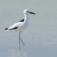 Krabożer - Dromas ardeola - Crab-plover