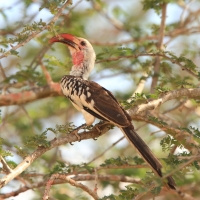 Toko białogrzbiety - Tockus erythrorhynchus - Northern Red-billed Hornbill