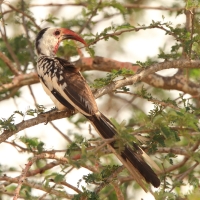 Toko białogrzbiety - Tockus erythrorhynchus - Northern Red-billed Hornbill