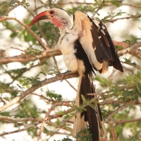 Toko białogrzbiety - Tockus erythrorhynchus - Northern Red-billed Hornbill
