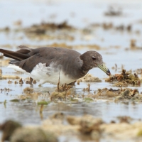 Mewa przydymiona - Ichthyaetus hemprichii - Sooty Gull