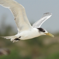 Rybitwa złotodzioba - Thalasseus bergii - Greater Crested Tern