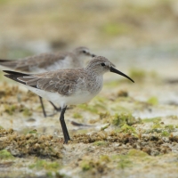 Biegus krzywodzioby - Calidris ferruginea - Curlew Sandpiper