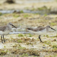 Biegus krzywodzioby - Calidris ferruginea - Curlew Sandpiper