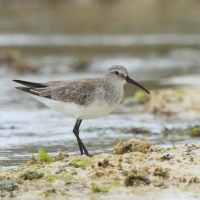 Biegus krzywodzioby - Calidris ferruginea - Curlew Sandpiper