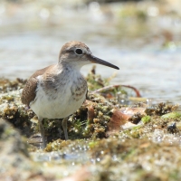 Brodziec piskliwy - Actitis hypoleucos - Common Sandpiper