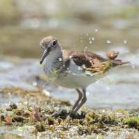 Brodziec piskliwy - Actitis hypoleucos - Common Sandpiper