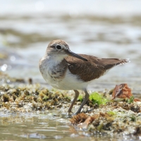 Brodziec piskliwy - Actitis hypoleucos - Common Sandpiper