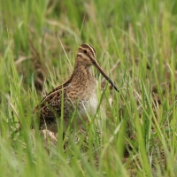 Kszyk - Gallinago gallinago - Common Snipe