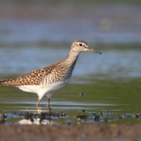 Łęczak - Tringa glareola - Wood Sandpiper