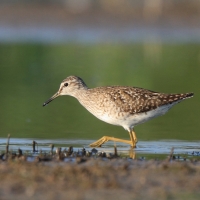 Łęczak - Tringa glareola - Wood Sandpiper