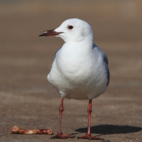 Mewa przylądkowa - Chroicocephalus hartlaubii - Hartlaub's Gull
